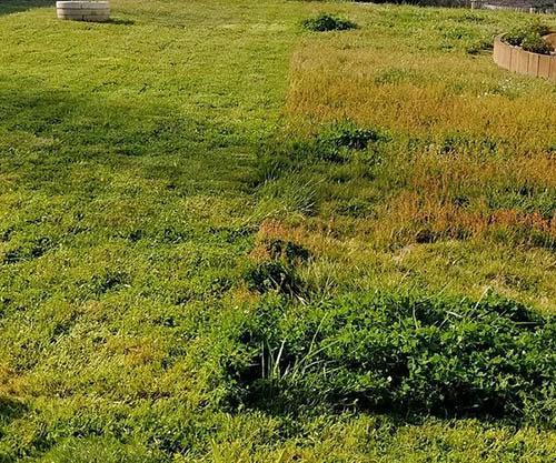 Installation de clôture écologique La Roche-sur-Yon